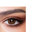 Bella Contact Lenses One Day Almond Brown 10's Bella